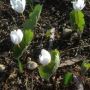 Bloodroot, Petersham MA. #spring #newengland #plants #flowers #gardens