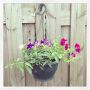 Ook nog 2 hanging baskets gemaakt… #Petunia #Solanum