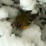 Another #goldcrest pic