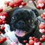 @cesarmillan Raven is my #valentine #blackpug 