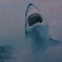 hungry dolphin
