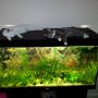 #lucky en #diesel liggen lekker warm op het aquarium. :) wat lief zijn ze zo toch... #kitten