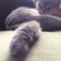 しっぽを主役に( ´ω` )もふもふ #cat #猫部 