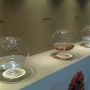 Aroma samples at the @finebrandy_sa festival