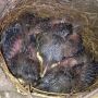 Blackbirds. Chicks. New. Life. #nofilter