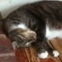 Cat yoga, Petersham MA. #cats
