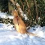 Hoezo #koud? Ik zit gewoon lekker in de #sneeuw!