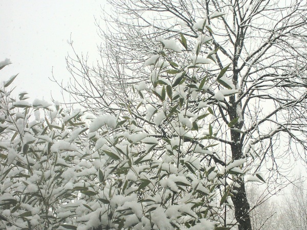 Weer een witte wereld