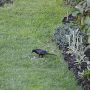 Warning! kinda nasty & out of focus. Shot from inside house. Didnt know Blackbirds ate Sparrows #Bird #photo