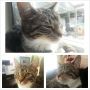 #diesel is enorm lui vandaag net zoals baasjes. #CatsRuleTheWorld 