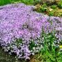The Rock Phlox That Ate New Jersey, Petersham MA. #flowers #plants #gardens