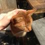 I’m getting a lot of random love from cute #randomkitteh today :) 