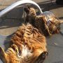 @marhei Kämmen? Bäh. Da werden die Krallen ausgefahren. Der majestätische Tiger mag das auch nicht.
