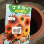 ひまわり育ててみる