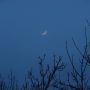 Crescent moon above the trees tonight #moonwatch @horburyastro @wolvasuk 