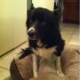 Seriously, he dragged that dog bed 15  feet from the LR so he could be comfortable AND watch me fold laundry. 