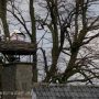 Koppel ooievaars weer terug in het Bredase Markdal !